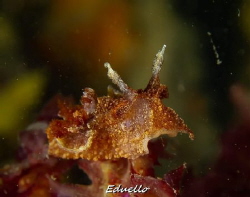Bruine plooislak, gonedoris castanea by Eduard Bello 